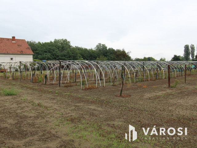 Napfényes mezőgazdasági terület 3000m2-en, Szatymazon eladó