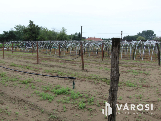 Napfényes mezőgazdasági terület 3000m2-en, Szatymazon eladó