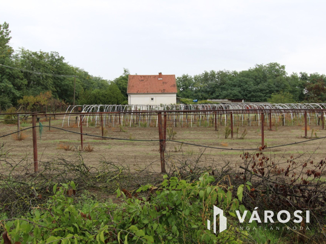 Napfényes mezőgazdasági terület 3000m2-en, Szatymazon eladó