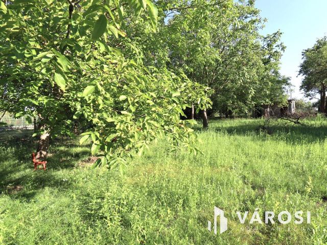 Diófák sokasága, eladó telek Töltéstava